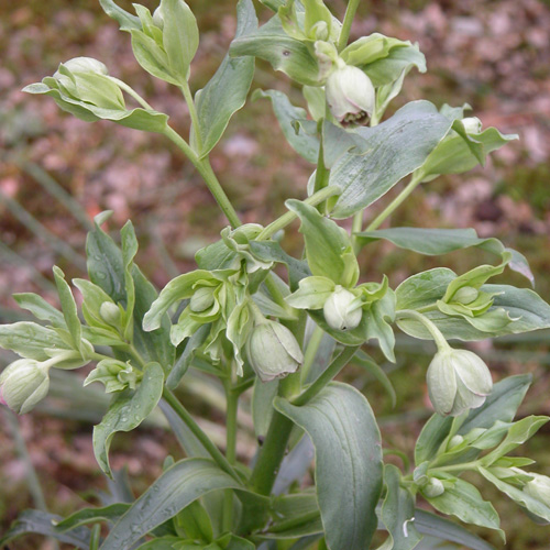 HELLEBORUS foetidus HELLEBORUS foetidus