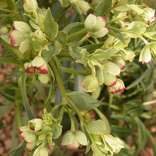 HELLEBORUS foetidus HELLEBORUS foetidus