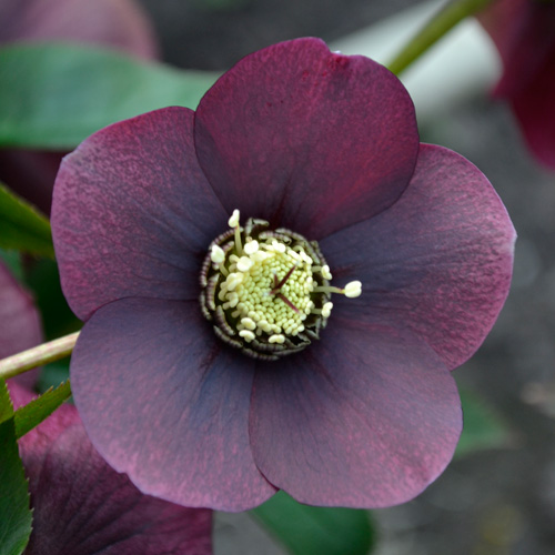 HELLEBORUS orientalis 'Blue Lady' HELLEBORUS orientalis 'Blue Lady'