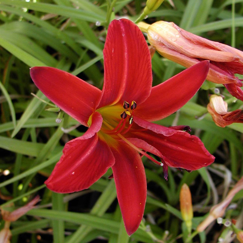 HEMEROCALLIS 'Alan' HEMEROCALLIS 'Alan'