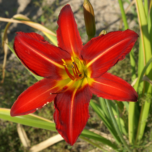 HEMEROCALLIS 'Alan' HEMEROCALLIS 'Alan'