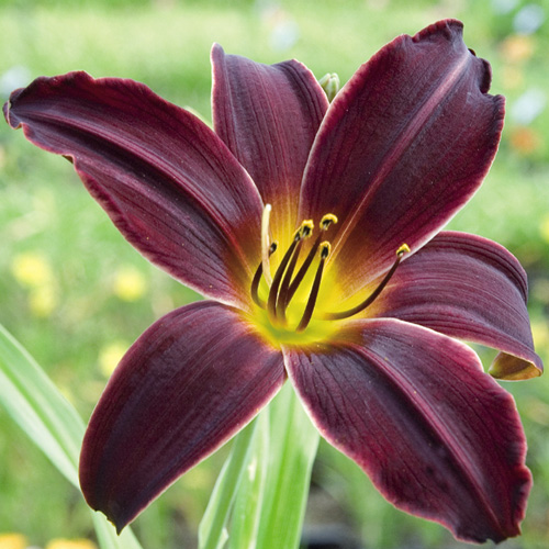 HEMEROCALLIS 'American Revolution' HEMEROCALLIS 'American Revolution'