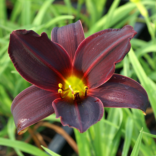 HEMEROCALLIS 'American Revolution' HEMEROCALLIS 'American Revolution'