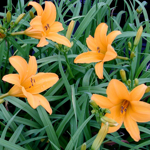 HEMEROCALLIS 'Aten' HEMEROCALLIS 'Aten'