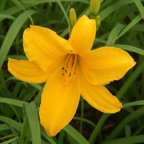 HEMEROCALLIS 'Aten' HEMEROCALLIS 'Aten'