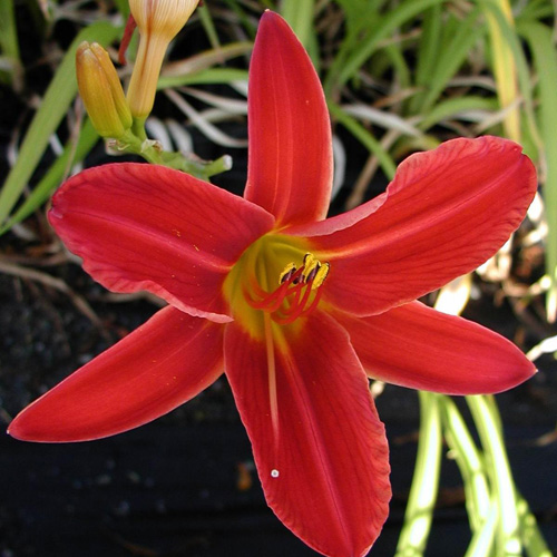 HEMEROCALLIS 'Autumn Red' HEMEROCALLIS 'Autumn Red'