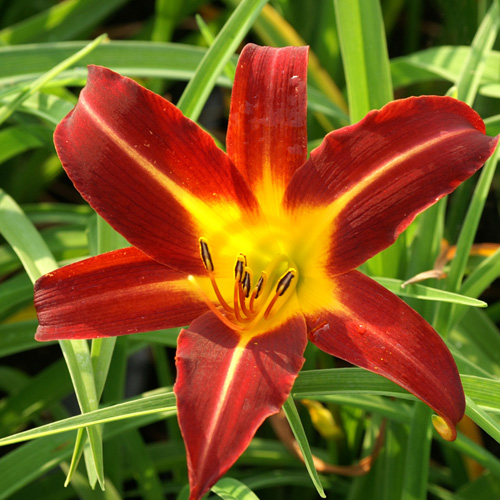 HEMEROCALLIS 'Autumn Red' HEMEROCALLIS 'Autumn Red'