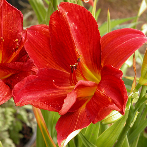 HEMEROCALLIS 'Campfire Embers' HEMEROCALLIS 'Campfire Embers'