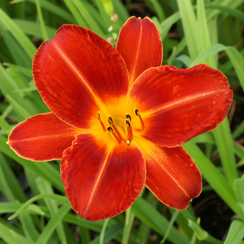 HEMEROCALLIS 'Chicago Fire' HEMEROCALLIS 'Chicago Fire'