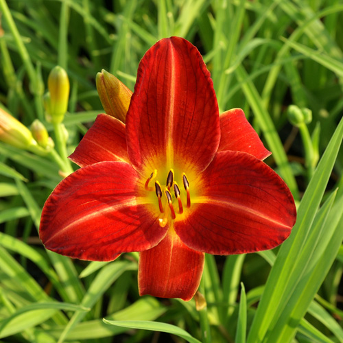 HEMEROCALLIS 'Chicago Fire' HEMEROCALLIS 'Chicago Fire'