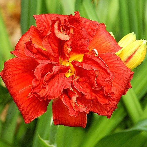 HEMEROCALLIS 'Double Firecracker' HEMEROCALLIS 'Double Firecracker'