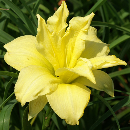 HEMEROCALLIS 'Double River Wye' HEMEROCALLIS 'Double River Wye'