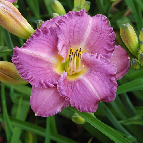 HEMEROCALLIS 'Entrapment' HEMEROCALLIS 'Entrapment'