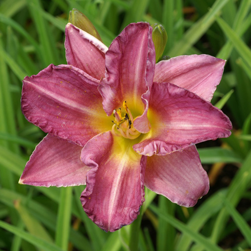 HEMEROCALLIS 'Entrapment' HEMEROCALLIS 'Entrapment'