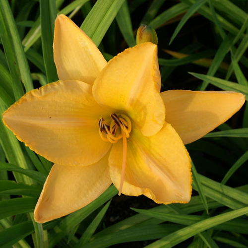 HEMEROCALLIS 'Etched in Gold' HEMEROCALLIS 'Etched in Gold'
