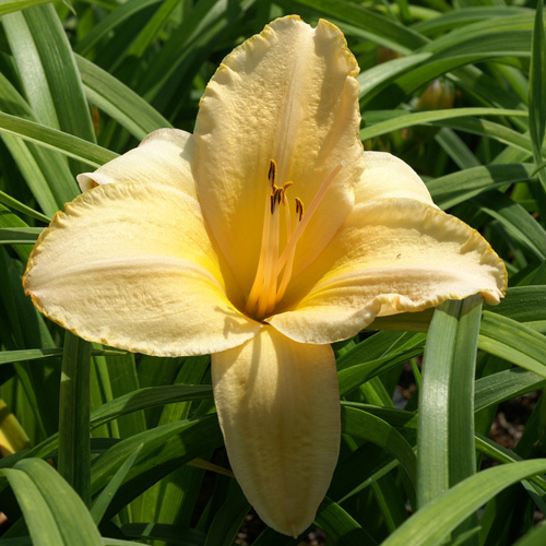 HEMEROCALLIS 'Etched in Gold' HEMEROCALLIS 'Etched in Gold'