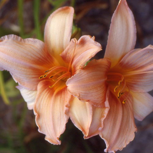 HEMEROCALLIS 'Exalted Ruler' HEMEROCALLIS 'Exalted Ruler'