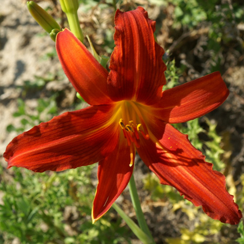 HEMEROCALLIS 'Flambeau' HEMEROCALLIS 'Flambeau'