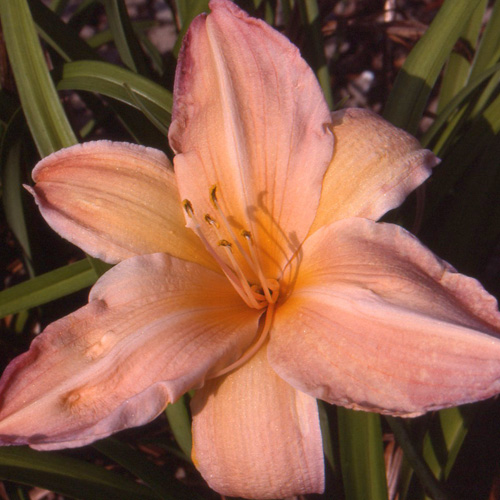 HEMEROCALLIS 'Flaming Dawn' HEMEROCALLIS 'Flaming Dawn'