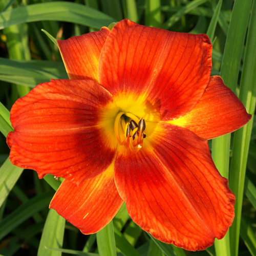 HEMEROCALLIS 'Holiday Delight' HEMEROCALLIS 'Holiday Delight'