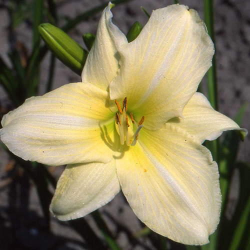 HEMEROCALLIS 'Iron Gate Glacier' HEMEROCALLIS 'Iron Gate Glacier'
