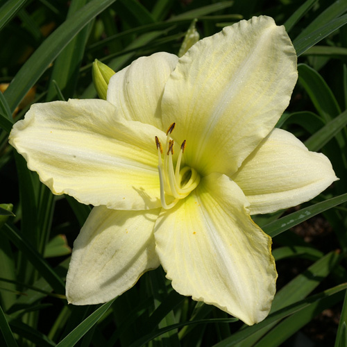 HEMEROCALLIS 'Iron Gate Glacier' HEMEROCALLIS 'Iron Gate Glacier'