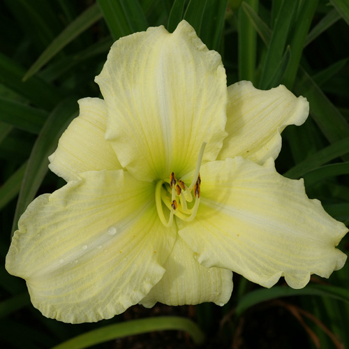 HEMEROCALLIS 'Iron Gate Glacier' HEMEROCALLIS 'Iron Gate Glacier'