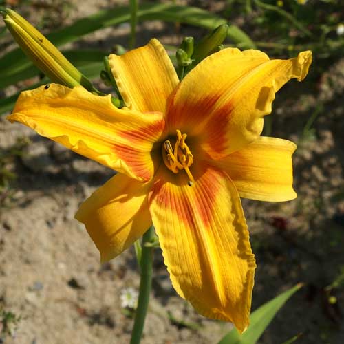HEMEROCALLIS 'Nashville' HEMEROCALLIS 'Nashville'