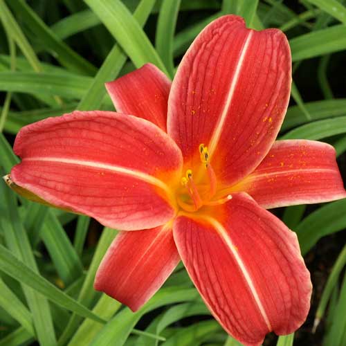 HEMEROCALLIS 'Neyron Rose' HEMEROCALLIS 'Neyron Rose'