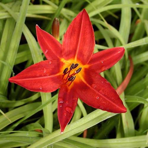 HEMEROCALLIS 'Papoose' HEMEROCALLIS 'Papoose'