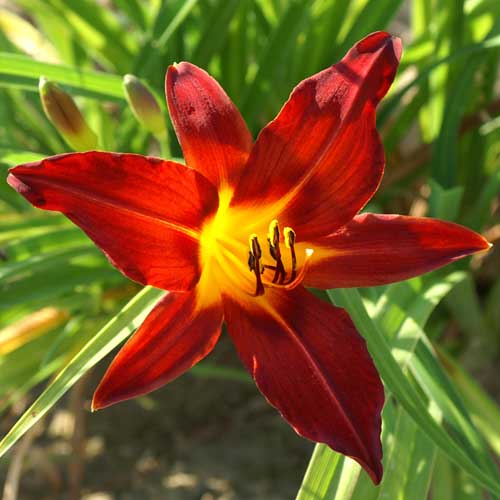 HEMEROCALLIS 'Papoose' HEMEROCALLIS 'Papoose'