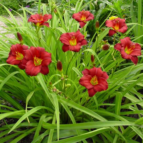 HEMEROCALLIS 'Pardon Me' HEMEROCALLIS 'Pardon Me'