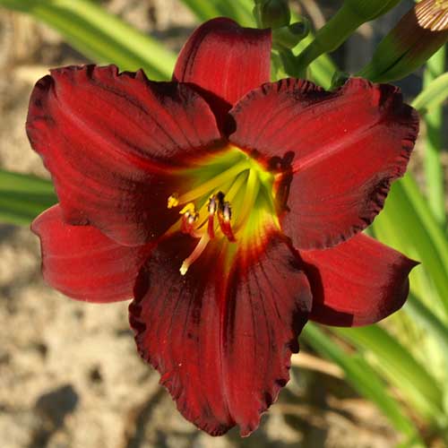 HEMEROCALLIS 'Pardon Me' HEMEROCALLIS 'Pardon Me'