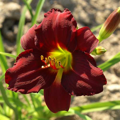 HEMEROCALLIS 'Pardon Me' HEMEROCALLIS 'Pardon Me'