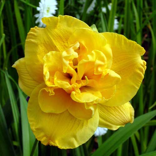 HEMEROCALLIS 'Patricia' HEMEROCALLIS 'Patricia'