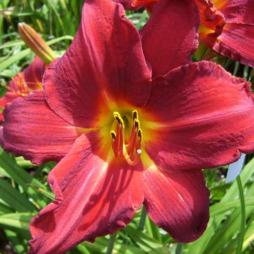 HEMEROCALLIS 'Red Magic' HEMEROCALLIS 'Red Magic'