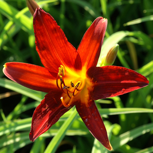 HEMEROCALLIS 'Sammy Russell' HEMEROCALLIS 'Sammy Russell'