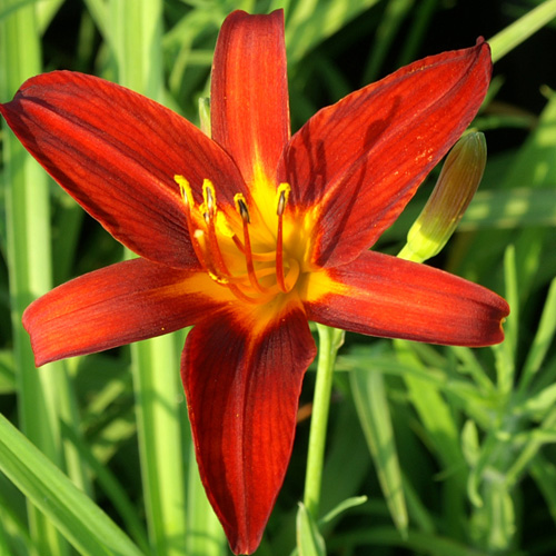 HEMEROCALLIS 'Sammy Russell' HEMEROCALLIS 'Sammy Russell'