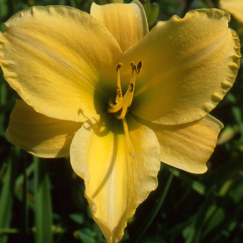 HEMEROCALLIS 'Spanish Treasure' HEMEROCALLIS 'Spanish Treasure'
