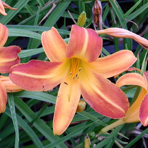 HEMEROCALLIS 'Windsor Tan' HEMEROCALLIS 'Windsor Tan'