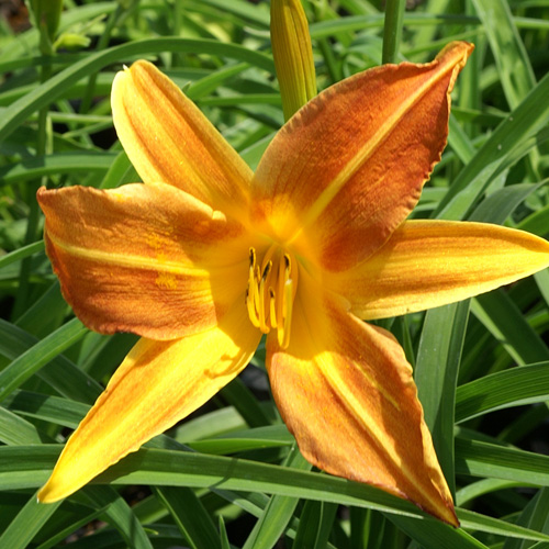 HEMEROCALLIS 'Windsor Tan' HEMEROCALLIS 'Windsor Tan'