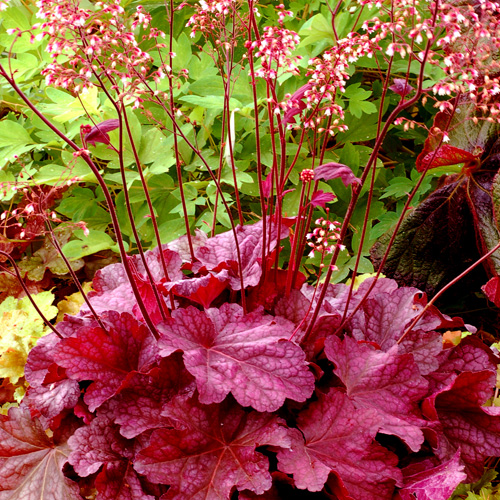 HEUCHERA 'Berry Smoothie' ® HEUCHERA 'Berry Smoothie' ®