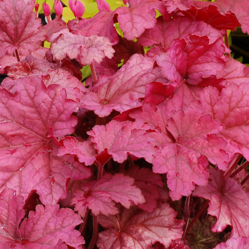 HEUCHERA 'Berry Smoothie' ® HEUCHERA 'Berry Smoothie' ®