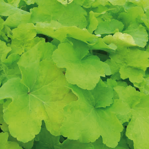 HEUCHERA 'Citronelle' ® HEUCHERA 'Citronelle' ®