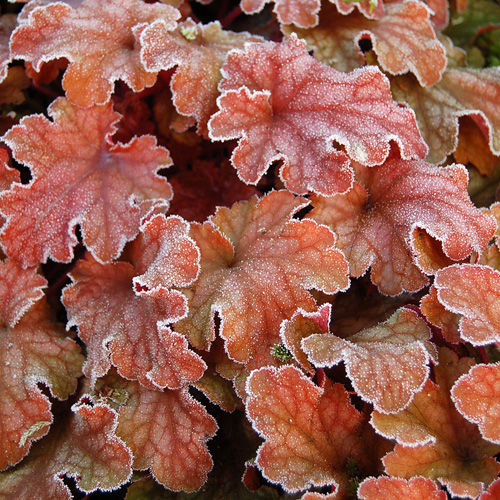 HEUCHERA 'Peach Flambe' ® HEUCHERA 'Peach Flambe' ®