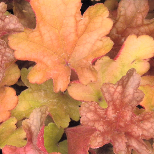 HEUCHERA 'Peach Flambe' ® HEUCHERA 'Peach Flambe' ®