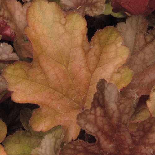 HEUCHERA 'Peach Flambe' ® HEUCHERA 'Peach Flambe' ®