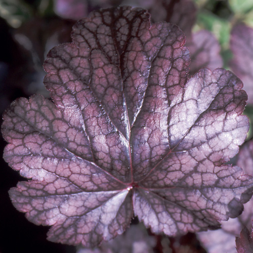 HEUCHERA 'Plum Pudding' ® HEUCHERA 'Plum Pudding' ®