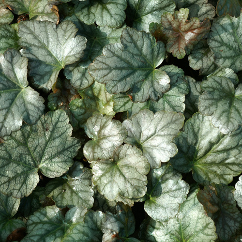 HEUCHERELLA 'Quicksilver' HEUCHERELLA 'Quicksilver'