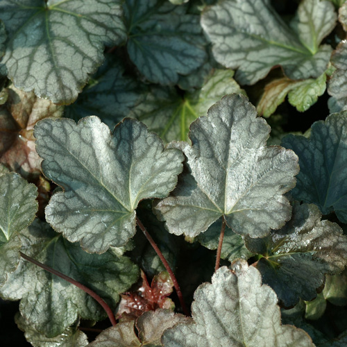 HEUCHERELLA 'Quicksilver' HEUCHERELLA 'Quicksilver'